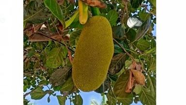 Fresh And Organic Green Jackfruit With High Nutritious Value And Taste Moisture (%): 60%