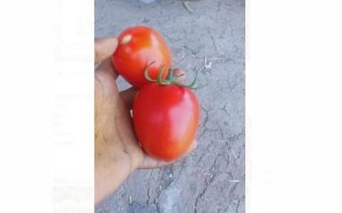 Round Fresh And Organic Red Tomato With High Nutritious Value And Taste