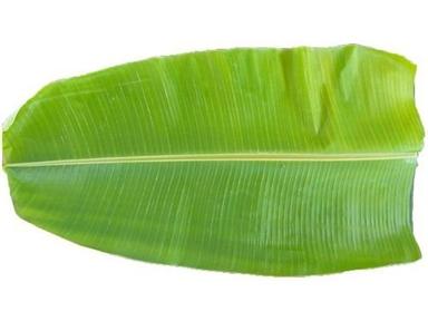 Green Colour Fresh Banana Leaf(Improve Your Health And Dietary Supplement) Shelf Life: 1 Days