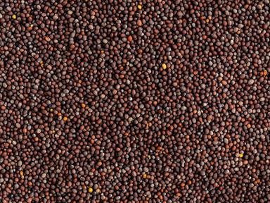 Brown Natural And Pure Raw Round Black Mustard Seeds For Cooking Uses