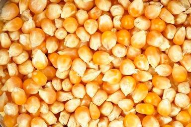Common Raw And Natural Golden Dry Corn Kernels For Pop Corn With High Nutritious Value