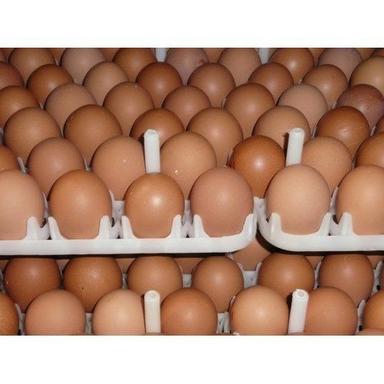  Brown Poultry Farm Fresh And Natural Organic Chicken Eggs For Cooking Shelf Life: 6 Days