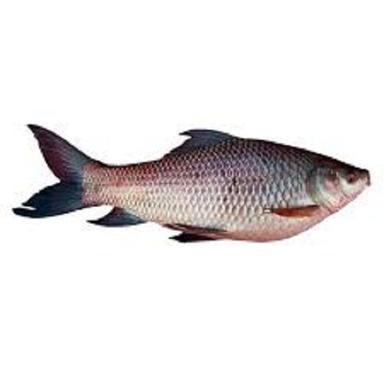 Brown And Black Fresh Seafood Frozen Rohu Fish For Restaurant And Household Weight: 1  Kilograms (Kg)