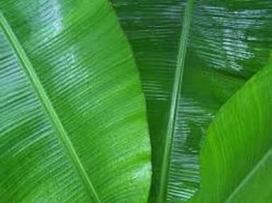 Calcium, Zinc And Vitamins Enriched Natural Green Banana Leaves Size: Standard