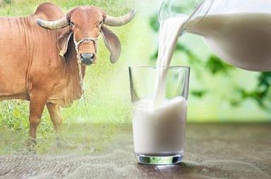 Fresh Gir Cow Based Milk With 2 Days Shelf Life And 100% Pure, Rich In Calcium Age Group: Adults
