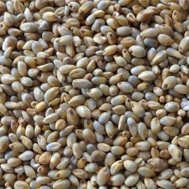 Vitamins And Minerals Enriched 100% Pure Organic Brown Pearl Millet Seeds Crop Year: Current Years Years