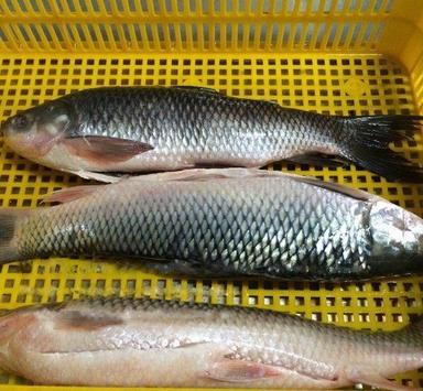  2 दिन की शेल्फ लाइफ और ओमेगा 3 फैटी एसिड के साथ प्राकृतिक और ताज़ा कैटला मछली का टुकड़ा 