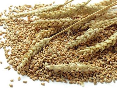 Wheat Grain Gender: Women