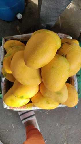 Yellow Ratnagiri Alphonso Mangoes, Packaging Size: 10 Kg, Packaging Type: Carton