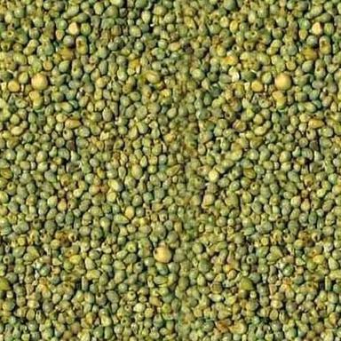 100% Purity Green Colour And Dry Healthy Millet For Cattle Feed, Poultry Feed Crop Year: 4 Months