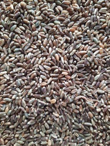 Dried Healthy And Wheat Black Colour Grains For Cooking, High In Protein Crop Year: 4 Months