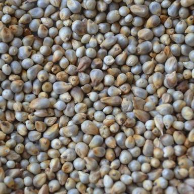 100% Organic Pearl Millets, High In Fiber, Protein, Iron, Magnesium And Zinc Admixture (%): 11%
