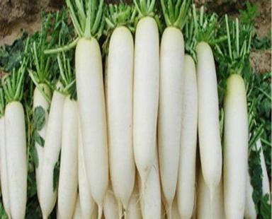  A Grade White Fresh And Pure Organic Radish For Eating, Pack Of 10 Kg Shelf Life: 7 Days