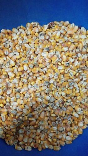 Yellow Great Source Of Vitamins And Minerals Nutritious Dried Food Grains Maize Seed