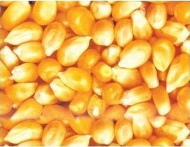 Red Protein, Thiamin, Niacin, Vitamin B6, Magnesium And Phosphorus Enriched Natural Yellow Corn Maize