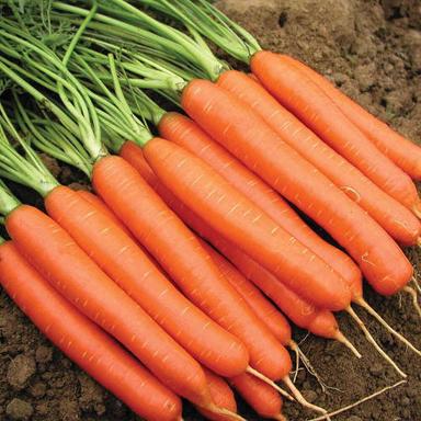 Long Healthy And Organic Fresh Carrot With 3 Days Shelf Life And Rich In Health Benefits