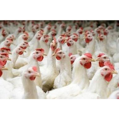 Fully Vaccinated And Hygienic Healthy Farm Grown White Broiler Chicken  Weight: 20-140  Kilograms (Kg)