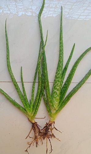 Sharp Blade Organically Enriched Herbal Life Green Aloe Vera Baby Plant Grade: A