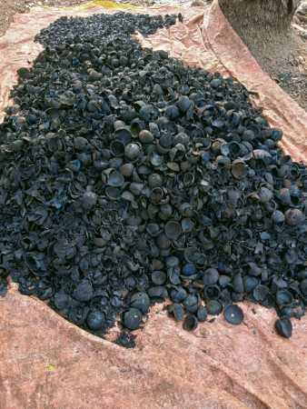 Solid 100% Pure And Black Color, Coconut Shell Charcoal