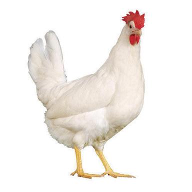  सफेद रंग स्वस्थ और टीका लगाया हुआ पोल्ट्री चिकन लिंग: दोनों 