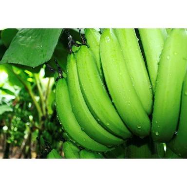 Common High In Dietary Fiber Potassium Vitamins C And B6 Sweet Green Cavendish Banana