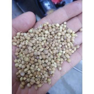 100% Pure And Natural Healthy Lite Yellow Dried Whole Coriander Seeds (Dhania) Ash %: 0%