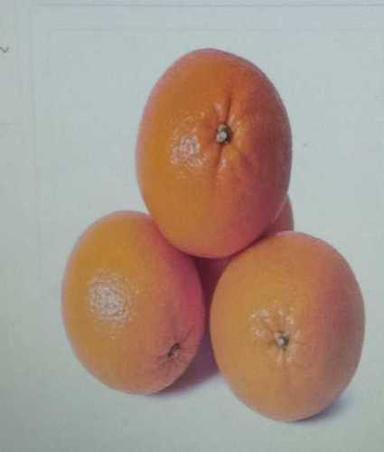 Natural Fresh Oranges For Jam, Juice And Snack, 0.9 G/100Gms Protein And 47/100Gms Calories