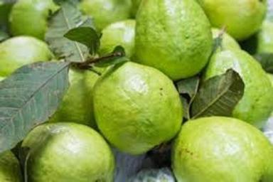 Green 100 % Natural And Fresh Guava Rich In Vitamin C, Potassium And Fiber Creamy Texture