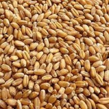 A Grade Pure And Natural, Organic Brown Colour Wheat Grain, With Full Proteins Foreign Particle (%): 80-90