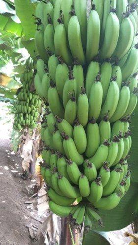 Yellow Easy To Digest 7 To 9 Inch A Grade Natural Fresh Cavendish Banana