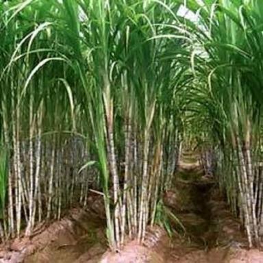 Nattu Blue Fresh Sugarcane