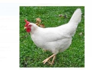 White Color Leghorn Poultry Live Chicken Gender: Female