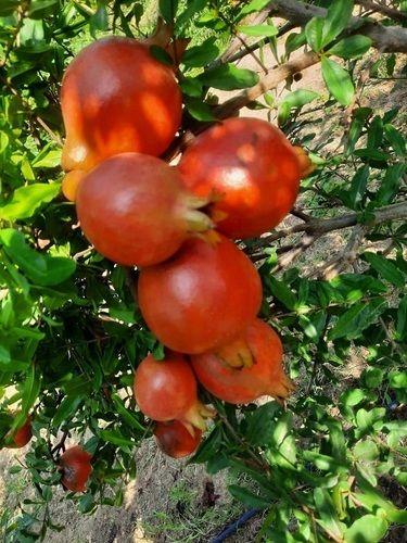 Red 100% Natural And Organic Fresh Pomegranate Fruit For Good Health