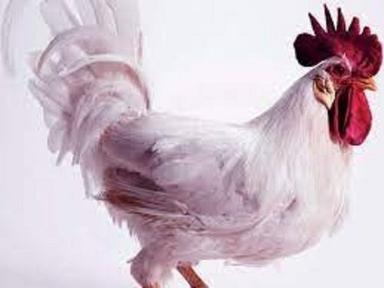 Kanky 2 Kg Live White Color Live Chicken