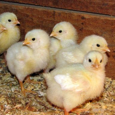 White F15 Broiler Chickens That Are Highly Healthy And Well Grown