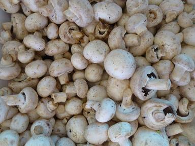 Round Haccp Certified Fresh And Dry Mushrooms