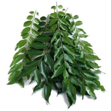 Green Handpicked, A Grade, Rich In Fiber, Antioxidants And Organic Fresh Curry Leaves 