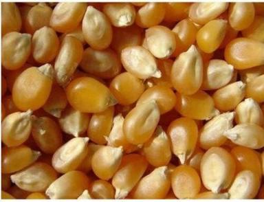 Common 100 Percent Fresh And High Quality Yellow Color Maize For Cooking Popcorn Makka