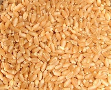 Brown Natural Pure Jindal White Sehori Sharbati Wheat Grain Bopp Bags