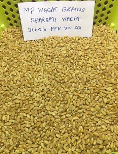 Golden Whole Wheat Grains Sortex Cleaned From Mp Lokwan Milling Wheat Grade Sharbati