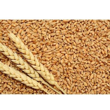 Brown Fiber, Vitamins, Minerals, Nutrients Enriched Organic And Natural Healthy Wheat Broken (%): 1