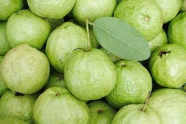 Common Guava Green In Piece Fresh Pure And Organic Free From Chemicals