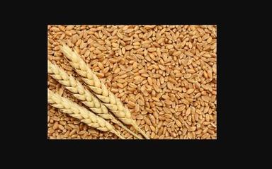 100 Percent Organic Golden Milling Wheat Seed High In Protein, Delicious And Healthy Admixture (%): 5%