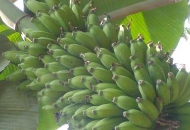 Common Absolutely Delicious Rich Natural Taste Chemical Free Healthy Green Fresh Banana