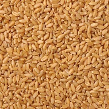 Brown 100 Percent Fresh And Pure Organic Golden Healthy Milling Wheat Whole Grain