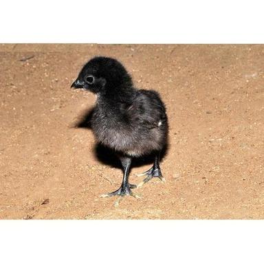 Kadaknath Black Chicks Specific Drug