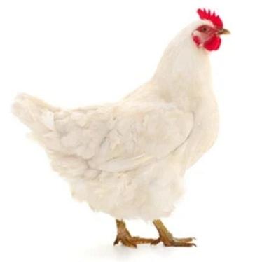 White Medium-Size Highly Nutrition Enriched 100% Pure Healthy Live Chicken Gender: Male