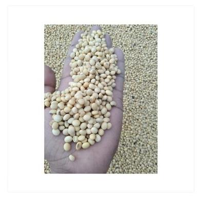 Soya Bean Seed Used For Make Flour, Milk, Tofu And Tofu-Like Products Broken Ratio (%): 2%