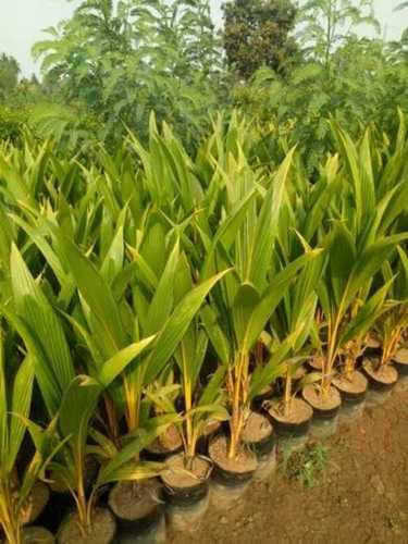 Green Dwarf Coconut Plant Upto 16 Feet Maximum Height For Garden Usage