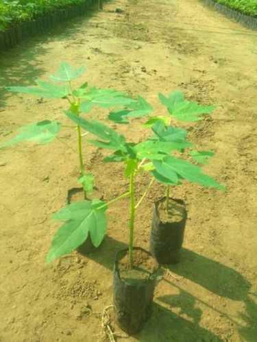 Papaya Plants For Fruits, Full Sun Exposure Necessities, Green Color Shelf Life: Long Life Years
